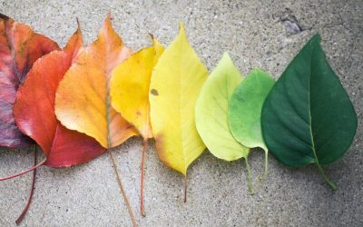 The Science of Leading through Times of Change