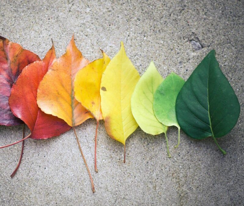 The Science of Leading through Times of Change